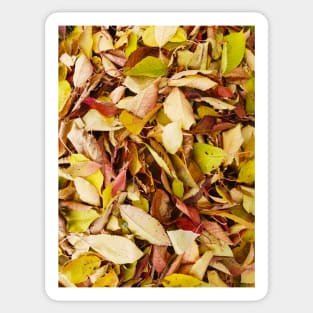 Autumn pattern Sticker